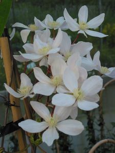 Evergreen Clematis